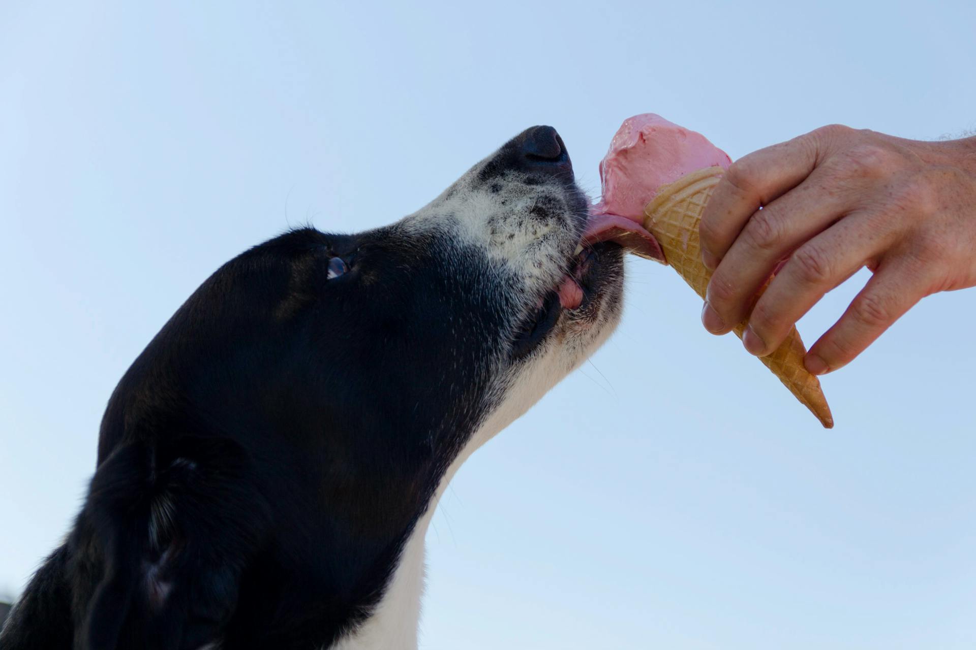 dog-licking-ice-cream